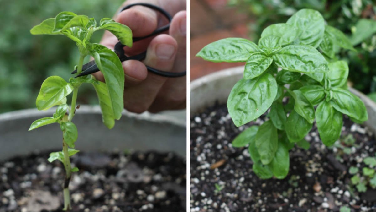 Come coltivare il basilico thailandese per avere tante foglie, anche con una sola pianta, e raccoglierlo quasi tutto l’anno anche se lo spazio è poco 3 Come coltivare il basilico thailandese per avere tante foglie, anche con una sola pianta, e raccoglierlo quasi tutto l’anno anche se lo spazio è poco