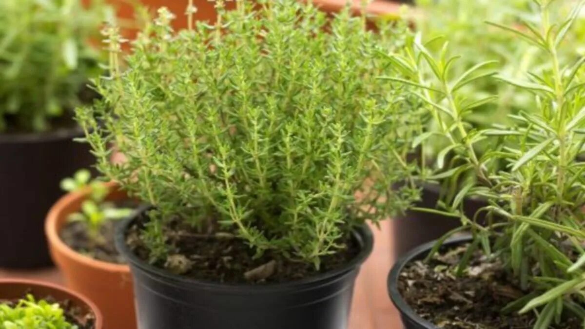 5 piante aromatiche che renderanno più fresco il profumo della casa