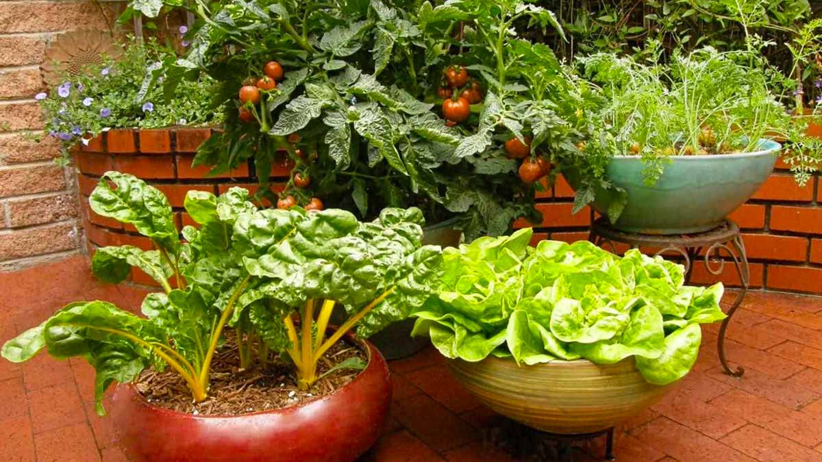 Come creare un edible garden con mini ortaggi in casa: facile e salvaspazio