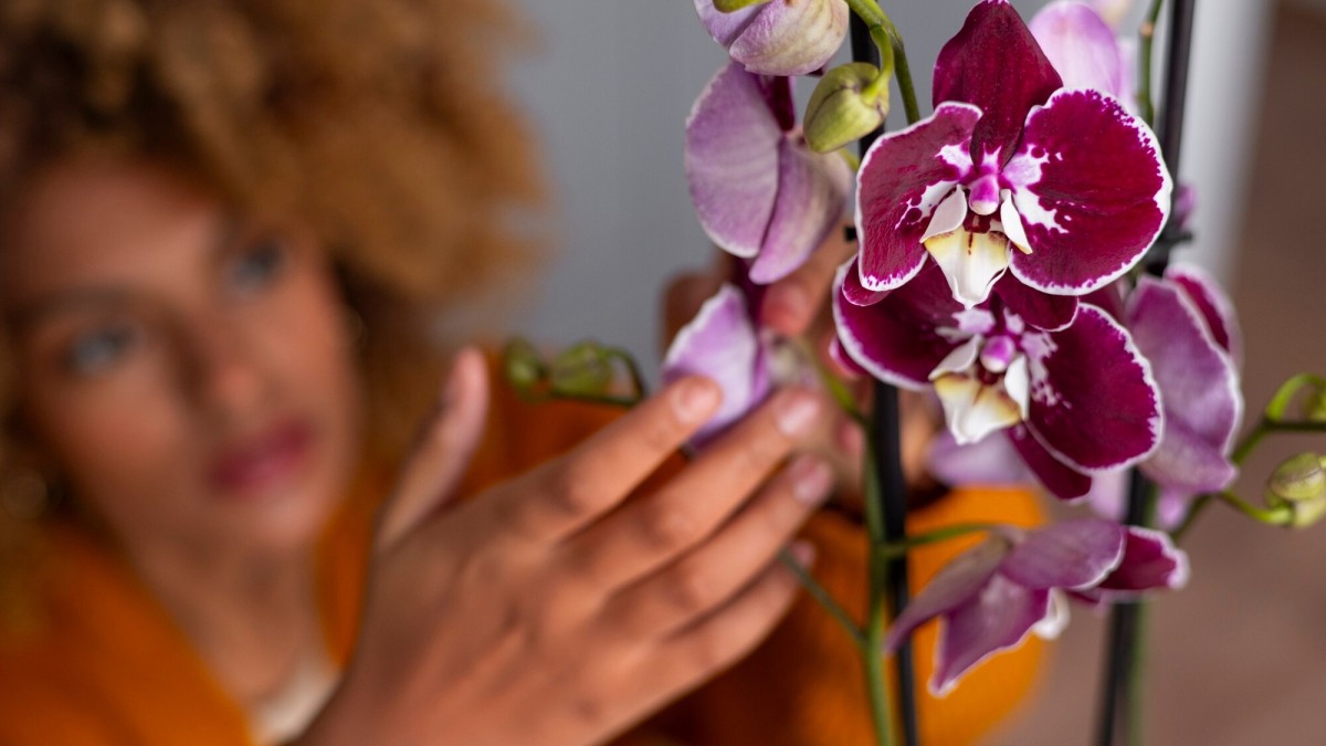 Tre chiavi per mantenere viva la sua prima orchidea in casa: raccomandazioni di base che aiutano a evitare il suo deterioramento