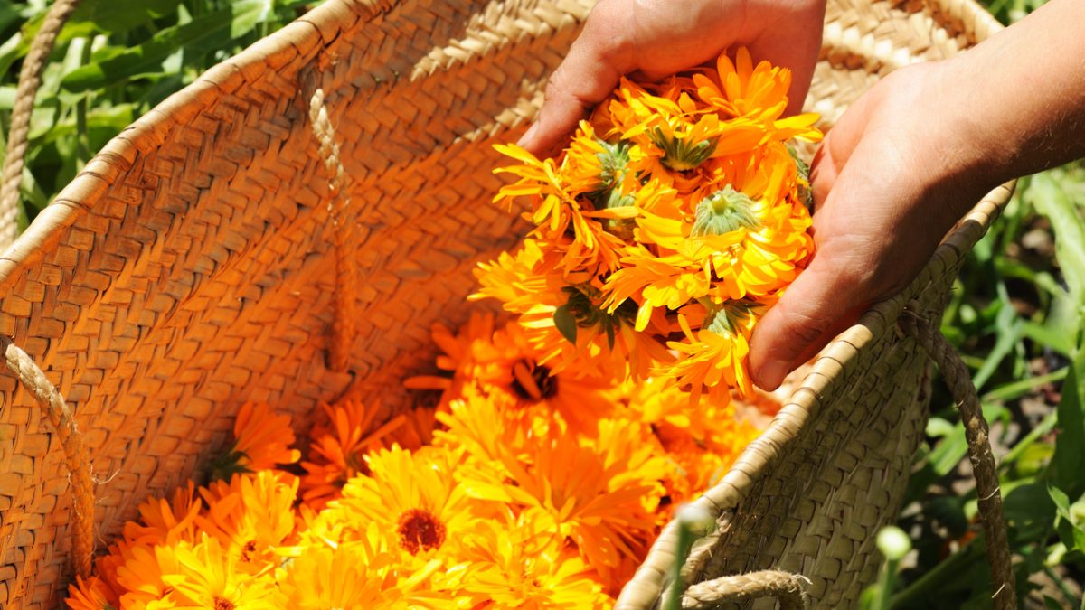 Tutti i giardinieri dovrebbero seminare la calendula tra le loro piante ad aprile