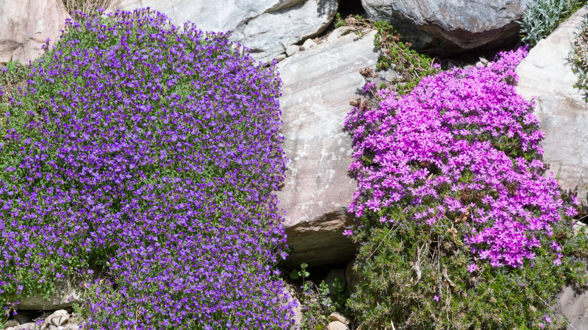 L’arbusto che fiorisce fino a 10 mesi all’anno. Gli italiani stanno appena iniziando a scoprirlo 2 L’arbusto che fiorisce fino a 10 mesi all’anno. Gli italiani stanno appena iniziando a scoprirlo