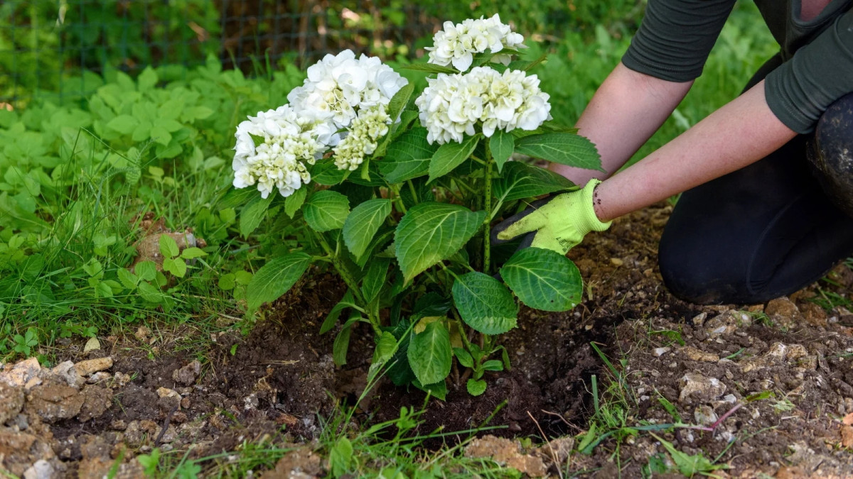 Ecco perché l’ortensia non fiorisce: con questo trucco economico da cucina tornerà a riempirsi di fiori