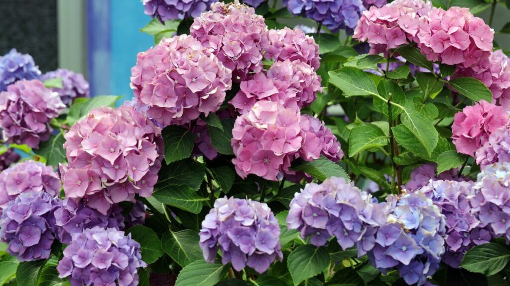 Un solo scarto da cucina trasformerà le ortensie in cespugli rigogliosi pieni di fiori che i vicini non potranno non notare