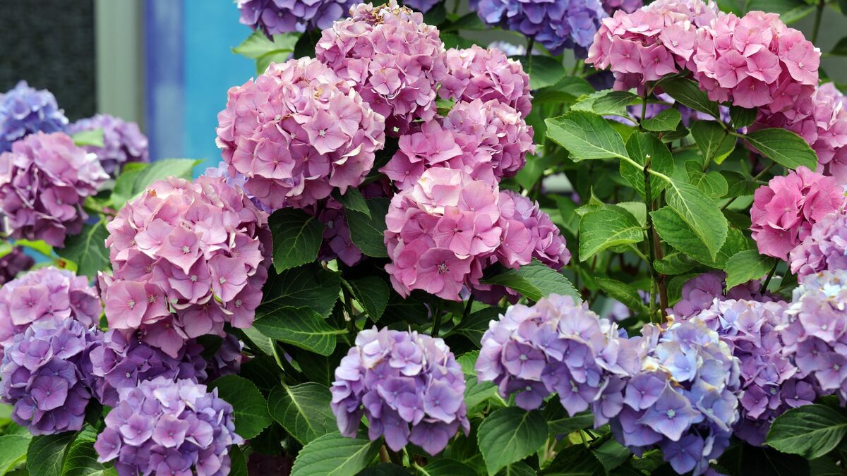 Un solo scarto da cucina trasformerà le ortensie in cespugli rigogliosi pieni di fiori che i vicini non potranno non notare