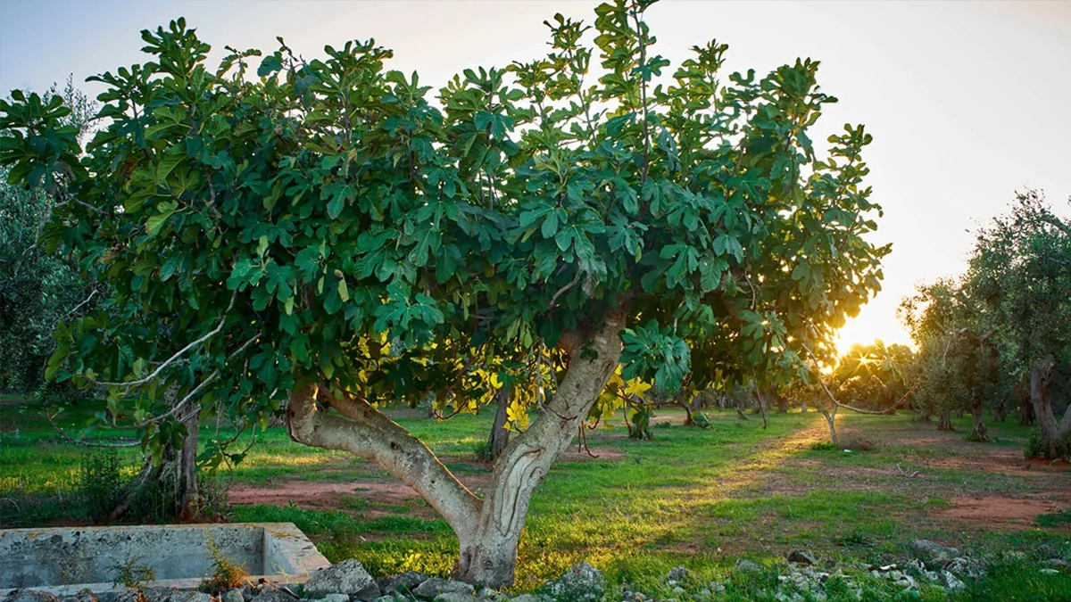 Questo albero non andrebbe mai piantato vicino a casa, eppure in molti continuano a commettere questo errore