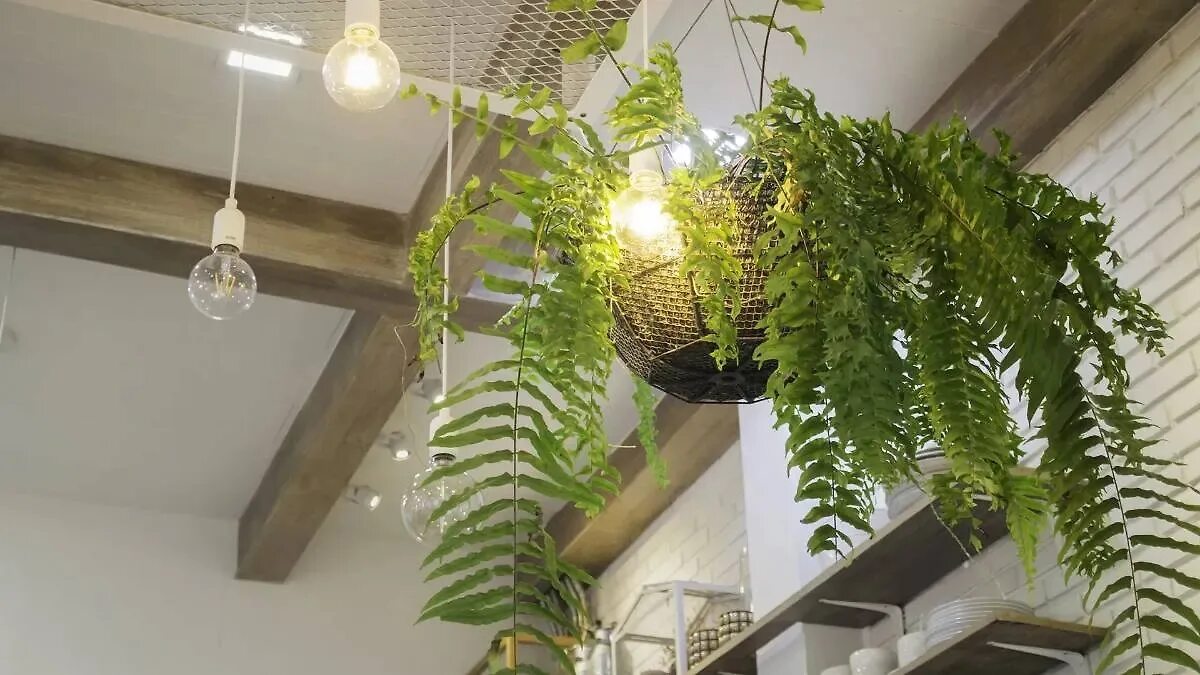 Mettete una semplice pianta in camera da letto: l’umidità sparirà insieme alla muffa