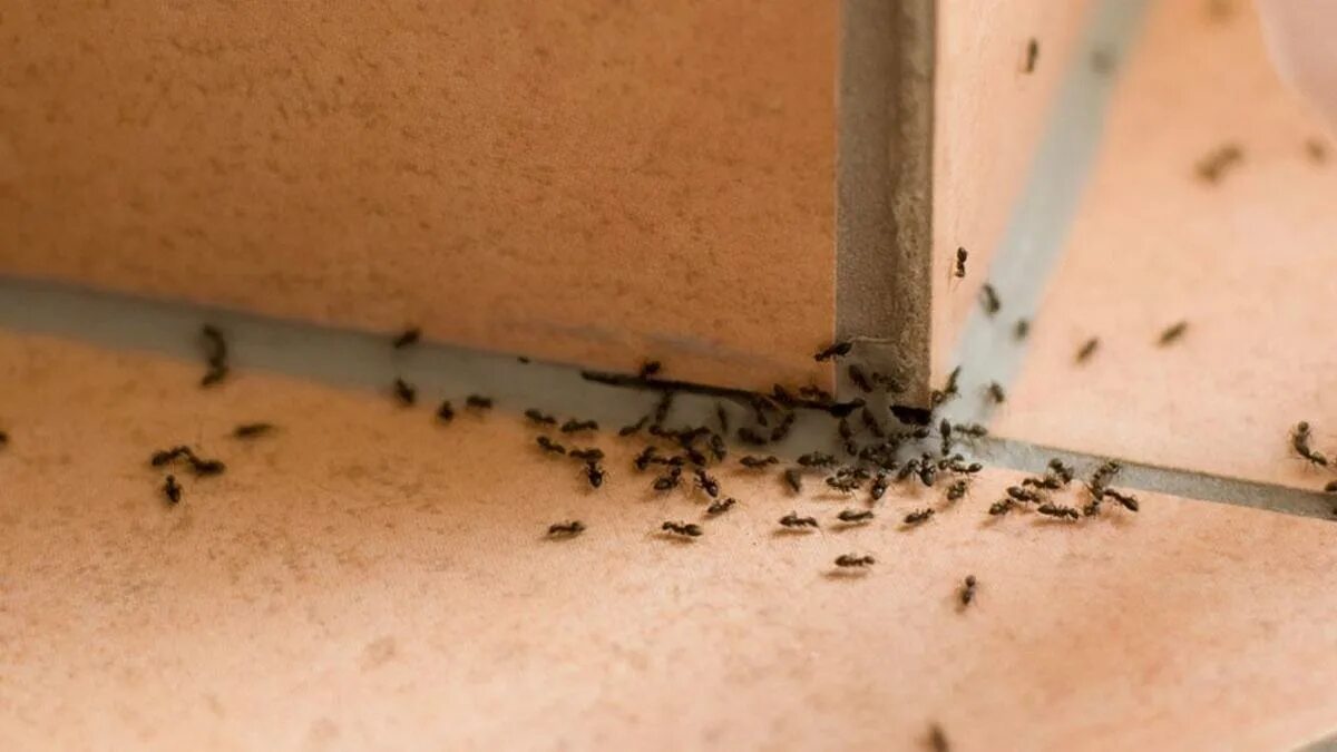 Una spezia allontana efficacemente le formiche ed è sicura anche in una casa con bambini e animali domestici