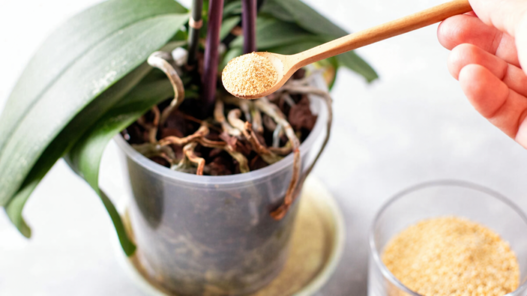 Versate mezzo cucchiaino nel vaso e in 3 settimane l’orchidea partirà con i boccioli