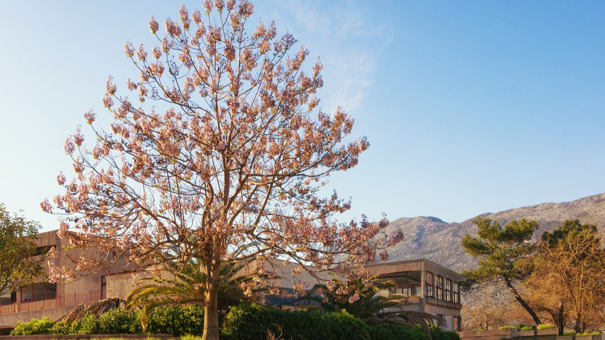 Volete ombra in giardino? La paulonia cresce di 3 metri in un anno e, a quanto si dice, porta fortuna