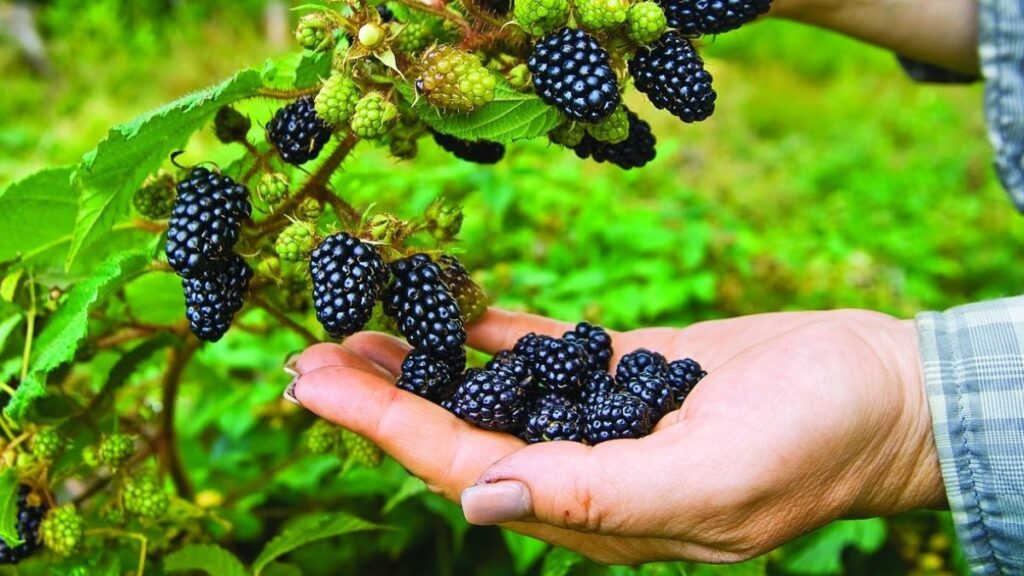 Volete raccogliere more a secchi? Questi segreti garantiscono un raccolto abbondante e dolce