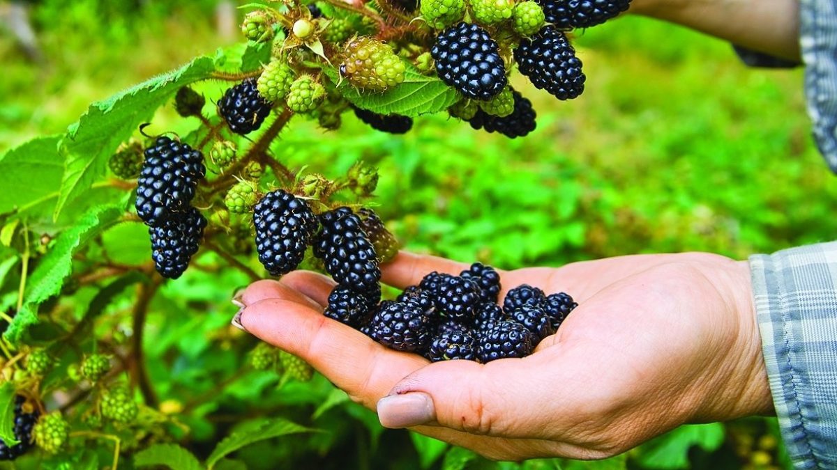 Volete raccogliere more a secchi? Questi segreti garantiscono un raccolto abbondante e dolce